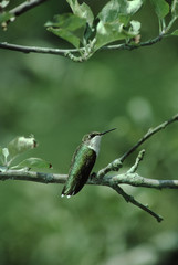 Fototapeta premium Ruby-Throated Hummingbird (Archilochus Colubris)