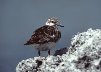 Ruddy Turnstone (Arenaria Interpres)