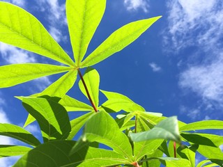 fresh green Manihot esculenta plant in nature garden