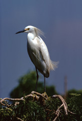 Snowy Egret (Egretta Thula)