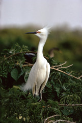 Snowy Egret (Egretta Thula)