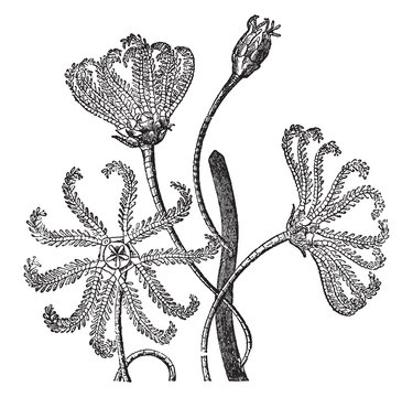 Pentacrinus Europaeus (Thompson), vintage illustration..