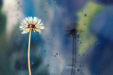 Dandelion flower on broken glass.