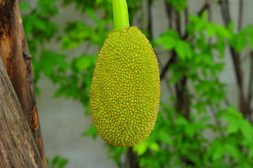 closeup image of jackfruit