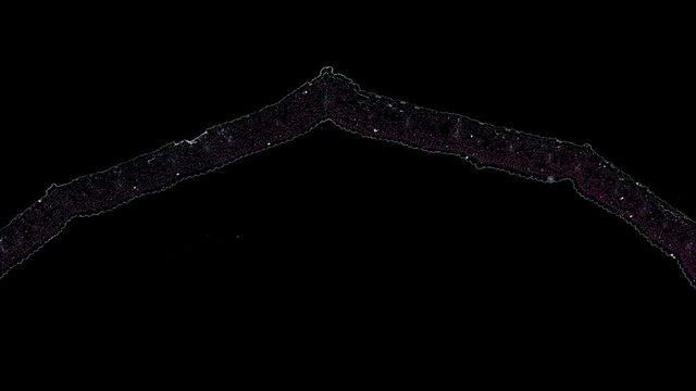 lily leaf - cross section cut under the microscope &ndash; microscopic view of plant cells for botanic education