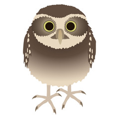 アナホリフクロウ