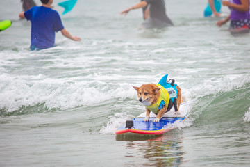 Surf Dog Surf-A-Thon