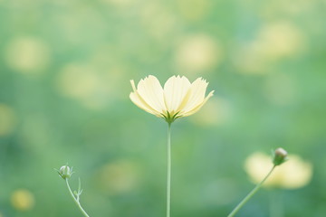 野に咲くレモンブライト4