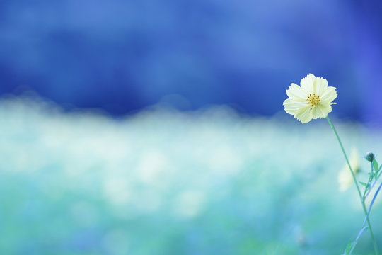 野に咲くレモンブライト3