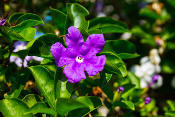 purple flower in the garden