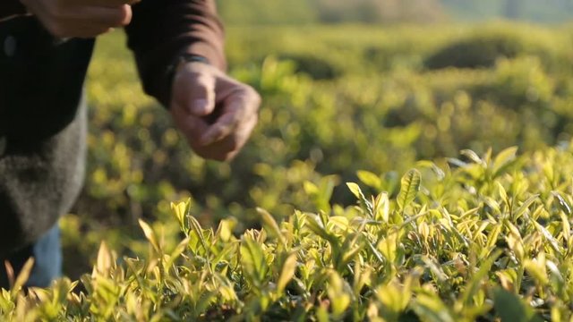Elderly woman skillfully tearing off top leaves from tea plant, low-paid job
