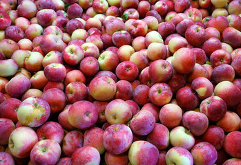 Fresh picked apples background in the harvest season