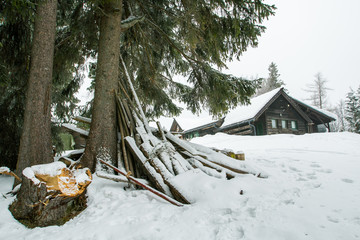 Heavy snow in pine forest, tree trunks in front of the cottage.