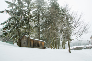 Heavy snow in pine forest, tree trunks in front of the cottage.
