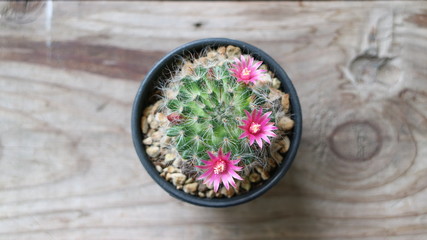 Obraz na płótnie Canvas cactus Mammillaria Bocasana with pink flower place on wooden table