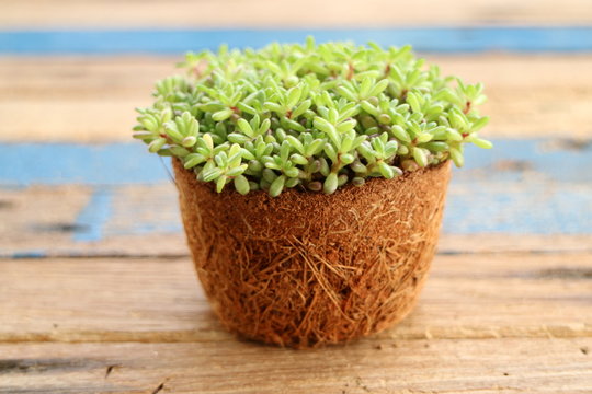 tiny succulent plant was removed from pot and place on wooden table