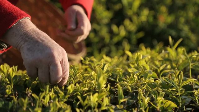 People harvesting tea leaves on sunny plantation, employment abroad, business