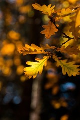 Fall oak leaves
