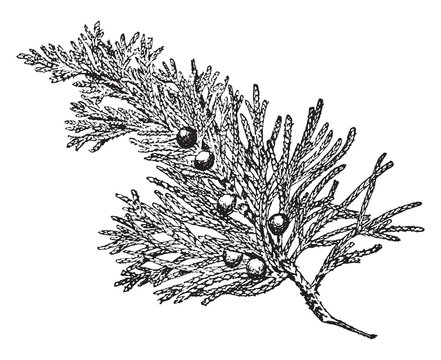 Eastern Juniper Vintage Illustration.