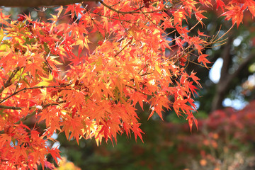 Japanese maple leaves on the tree