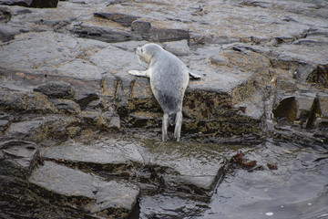 Harbor Seal in sanctuary on the N. California coast