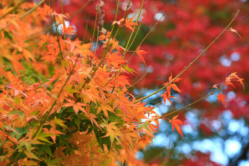 Japanese maple leaves on the tree