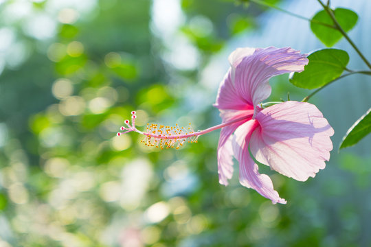 Hibiscus rosa-sinensis, known as Chinese hibiscus, China rose, Hawaiian hibiscus