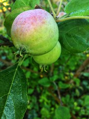 Garden apples morning dew