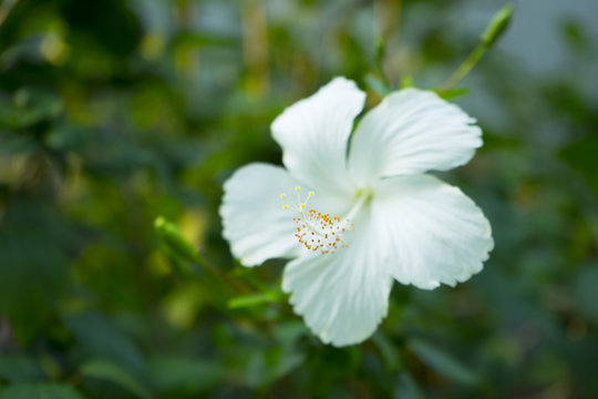 Hibiscus rosa-sinensis, known as Chinese hibiscus, China rose, Hawaiian hibiscus