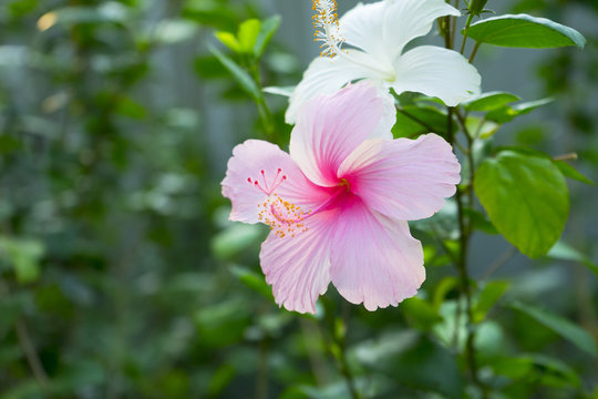 Hibiscus rosa-sinensis, known as Chinese hibiscus, China rose, Hawaiian hibiscus