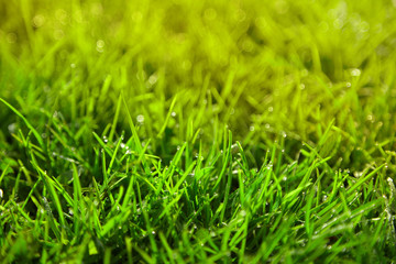 Green grass with dew. Close up.