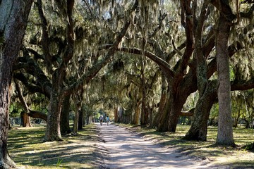 Fototapeta premium Cumberland Island, Georgia, USA: Southern live oaks (Quercus virginiana) draped with strands of Spanish moss (Tillandsia usneoides).