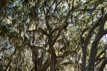 Cumberland Island, Georgia, USA: Southern live oaks (Quercus virginiana) draped with strands of...