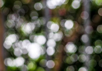 Beautiful Boogie Tree in Soft Focus of Green Trees