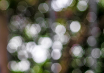Beautiful Boogie Tree in Soft Focus of Green Trees