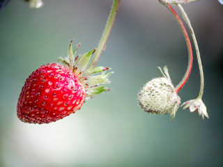 Fresh red strawberries. Wild small strawberry of the woods.