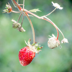 Fresh red strawberries. Wild small strawberry of the woods.