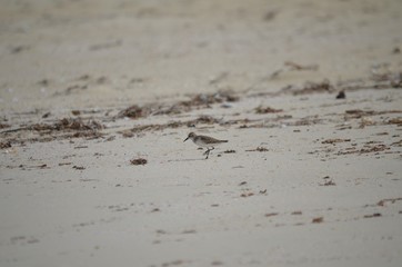 Wilsons plover on a beach
