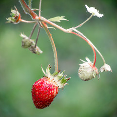 Fresh red strawberries. Wild small strawberry of the woods.