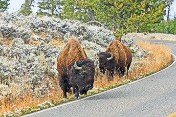 Bison grazing on the road - Yellowstone NO, Wyoming