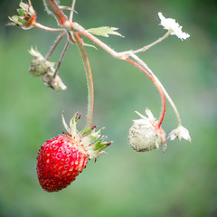 Fresh red strawberries. Wild small strawberry of the woods.