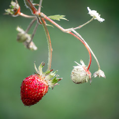 Fresh red strawberries. Wild small strawberry of the woods.