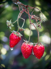 Fresh red strawberries. Wild small strawberry of the woods.