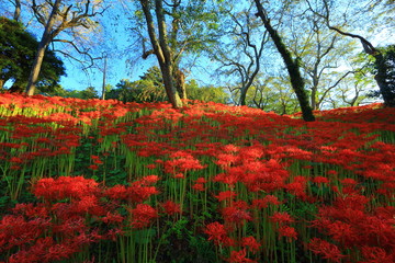 宮城県　彼岸花群生地
