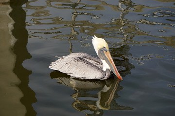 Fernandina Beach, Florida, USA: A brown pelican (Pelecanus occidentalis) resting in the harbor.