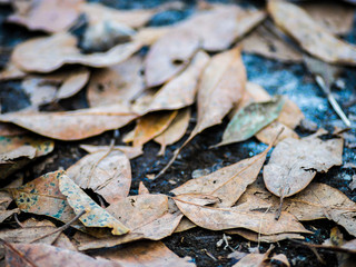 Dried leaves on the floor