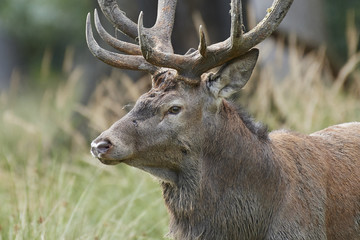 Red deer (Cervus elaphus)