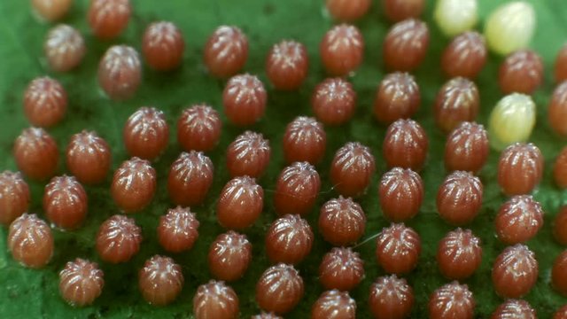 Eggs of the Gulf fritillary, (Agraulis vanillae). A heliconid butterfly whose larvae feed on passion vines (Passiflora) 