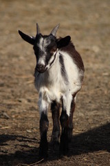 Cute white and black  goat