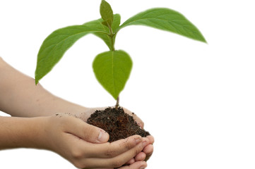 Baby handed over tree for planting, white background